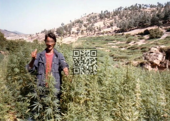 beldiya-cannabis.jpg
