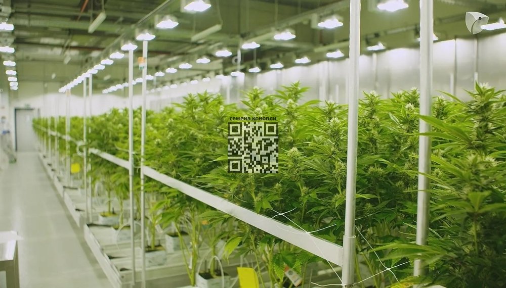 cannabis-farm-demecan.jpg