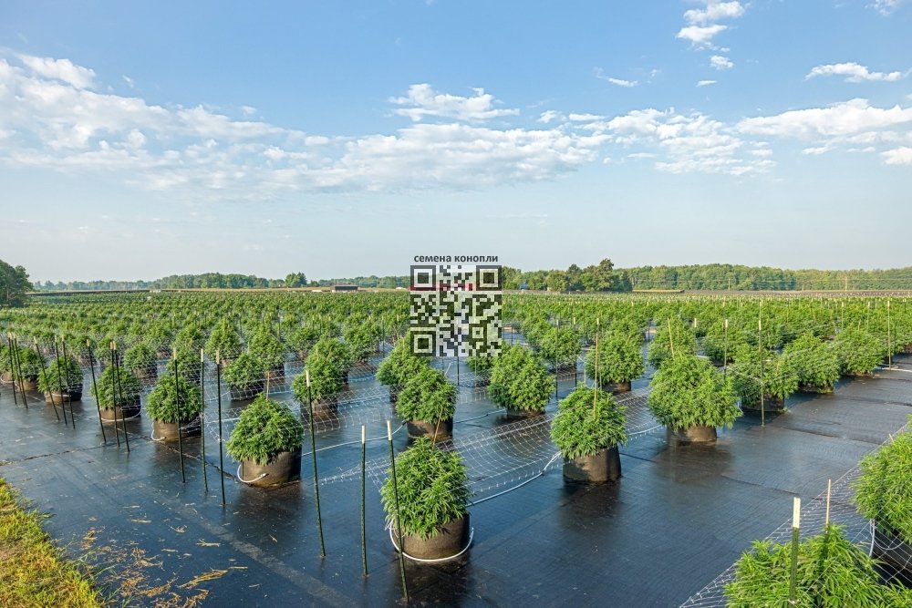 cannabis-farm-michigan.jpg