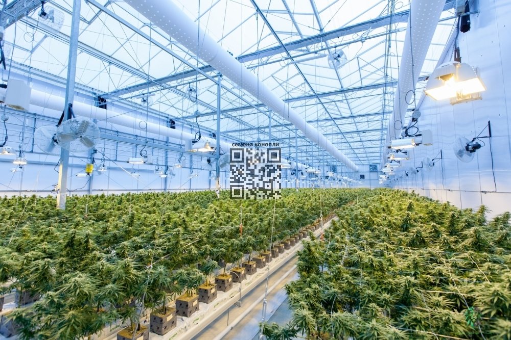 canopy-growth-farm.jpg