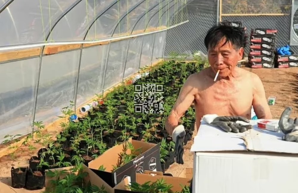 chinese-working-cannabis-farm.jpg