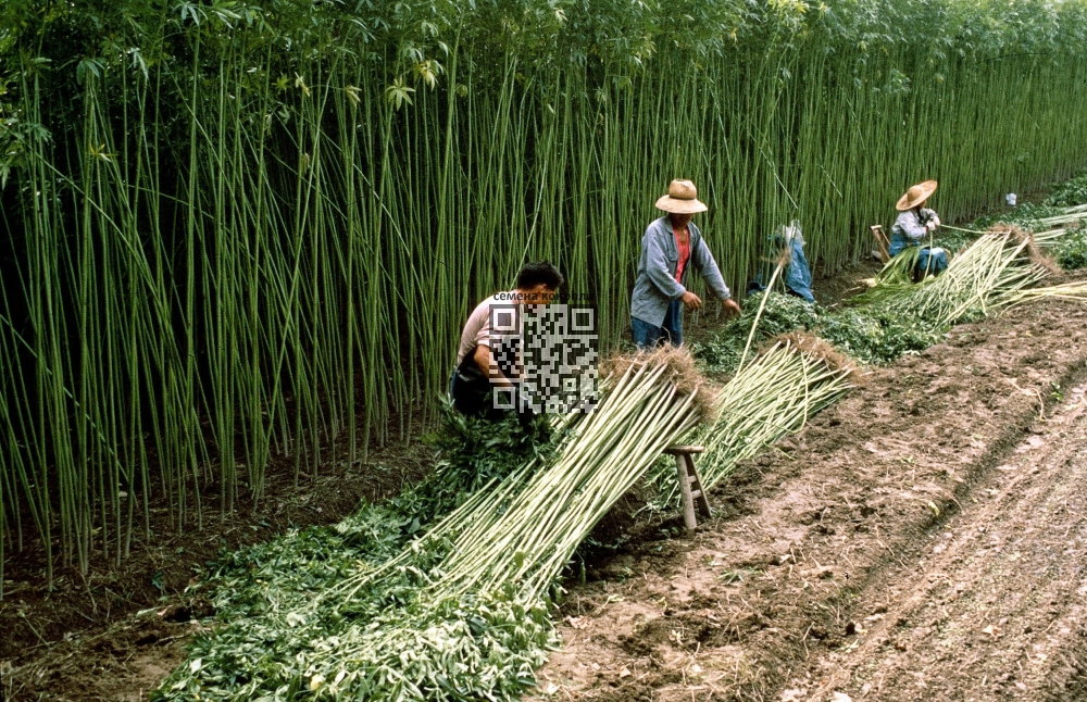hemp-grow-china.JPG