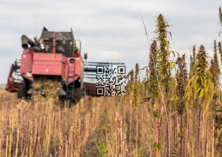 hemp-grow-russia.jpg