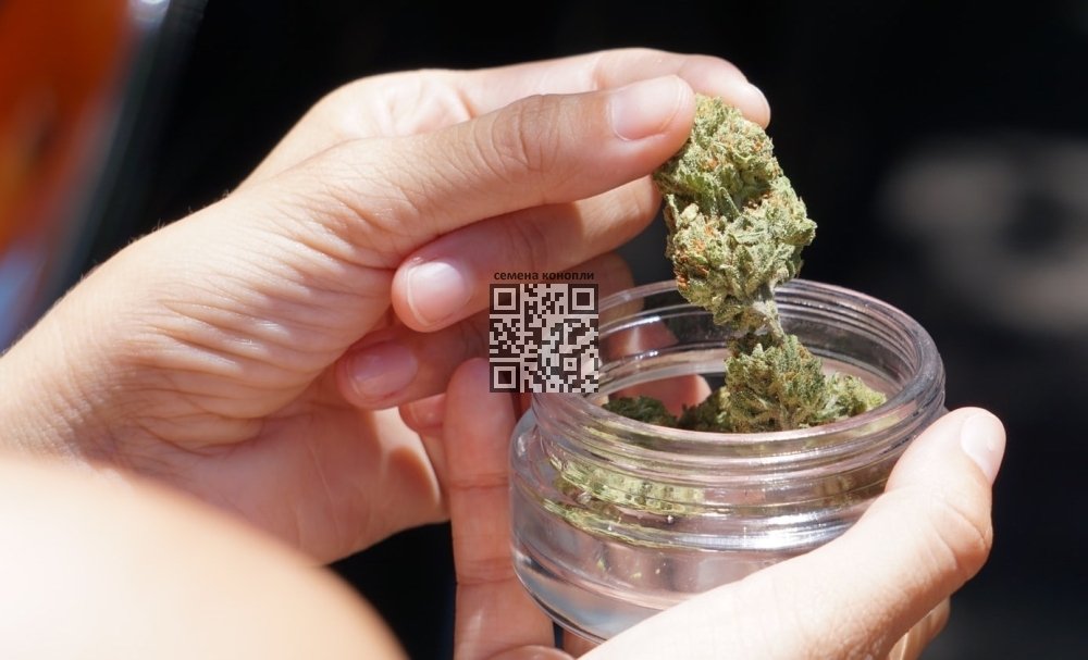 marijuana.jpg