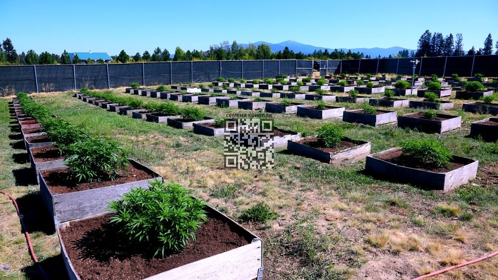 medical-cannabis-grow.jpg