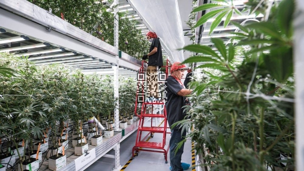 medmen-cannabis-farm.jpg