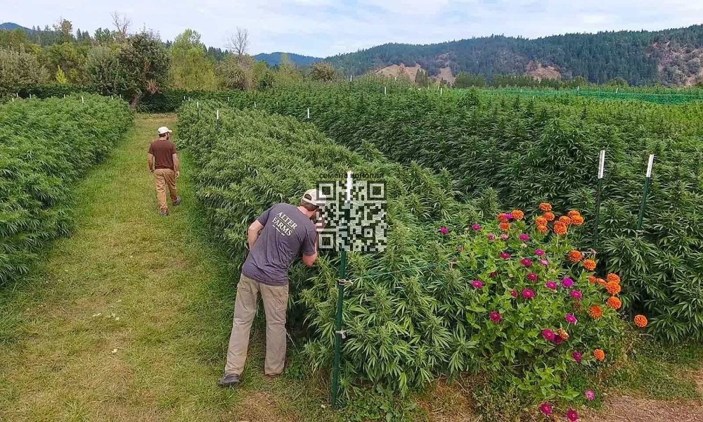 oregon-cannabis-farm.jpg