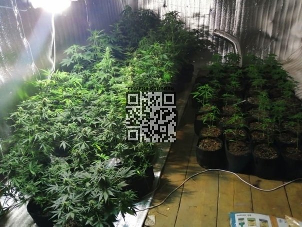 shabolda-cannabis-grow.jpg
