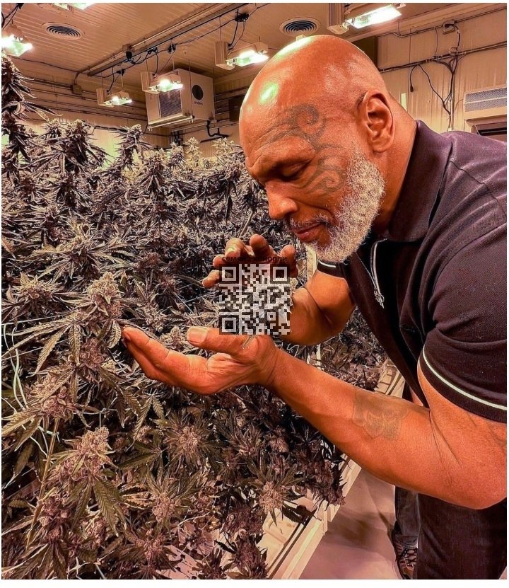tyson-cannabis-farm.jpg