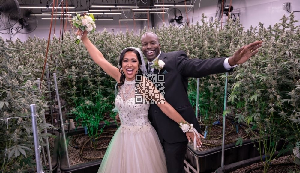 wedding-in-cannabis-farm.jpg