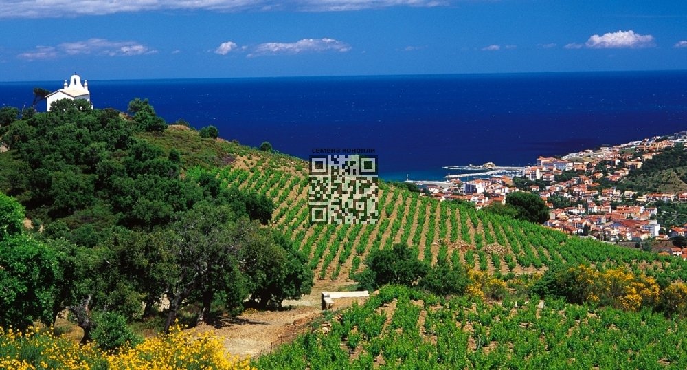 wine-grapes-languedoc-roussillon.jpg