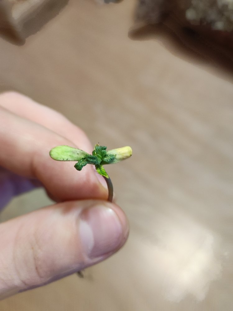 2.thumb.jpg.1668a6ed4954ea59149661162c1d45c8.jpg