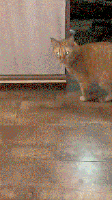 IMG_8962.gif.08822c2ef05ccf31d19f470aed3fca4e.gif