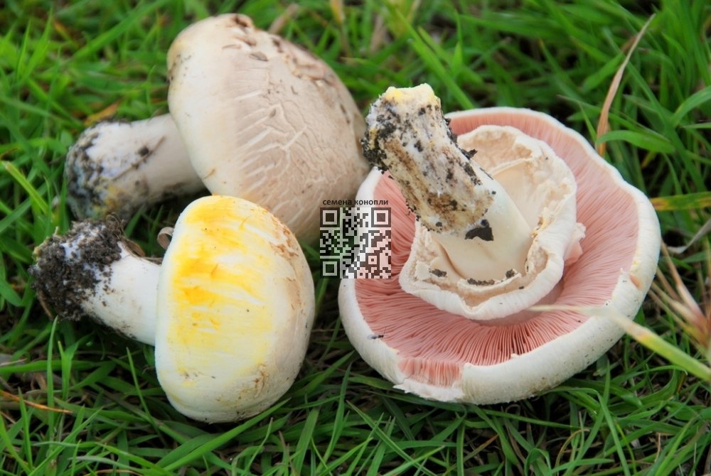 agaricus-xanthodermus.jpg