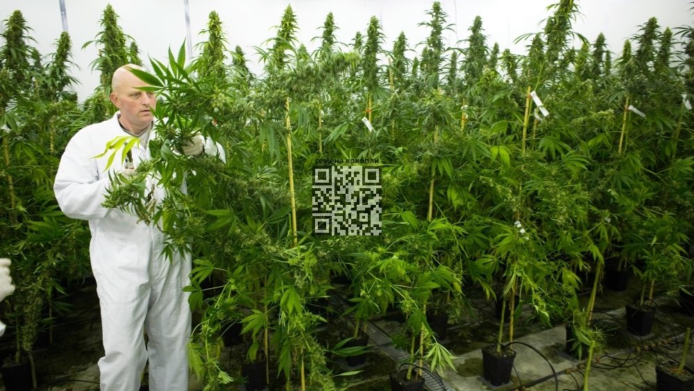 bedrocan-cannabis-farm.jpg
