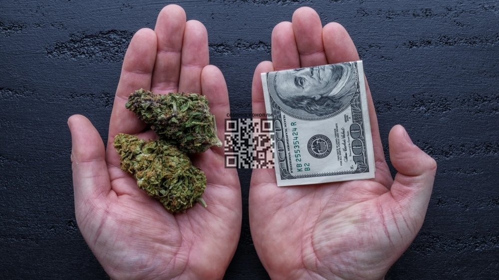 cannabis-money.jpg