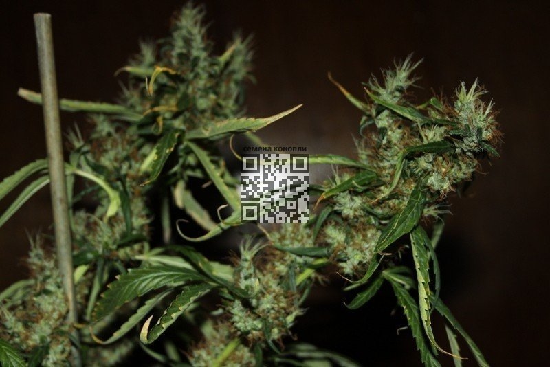cbd-mango-haze.jpg