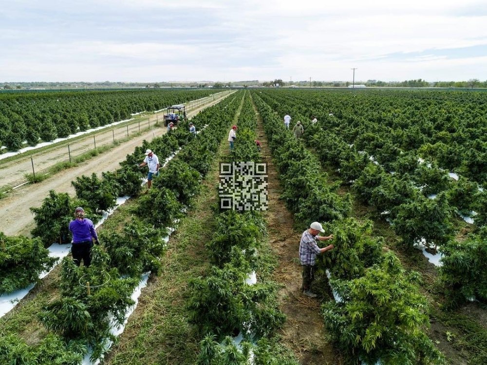 curaleaf-farm.jpg