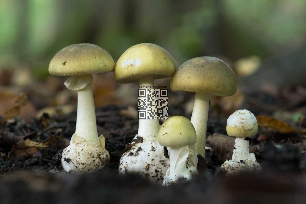 death-cap-mushroom.jpg