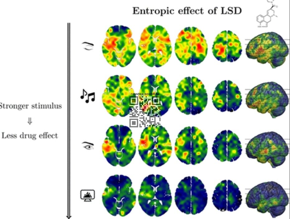 enthropic-effect-lsd.jpg
