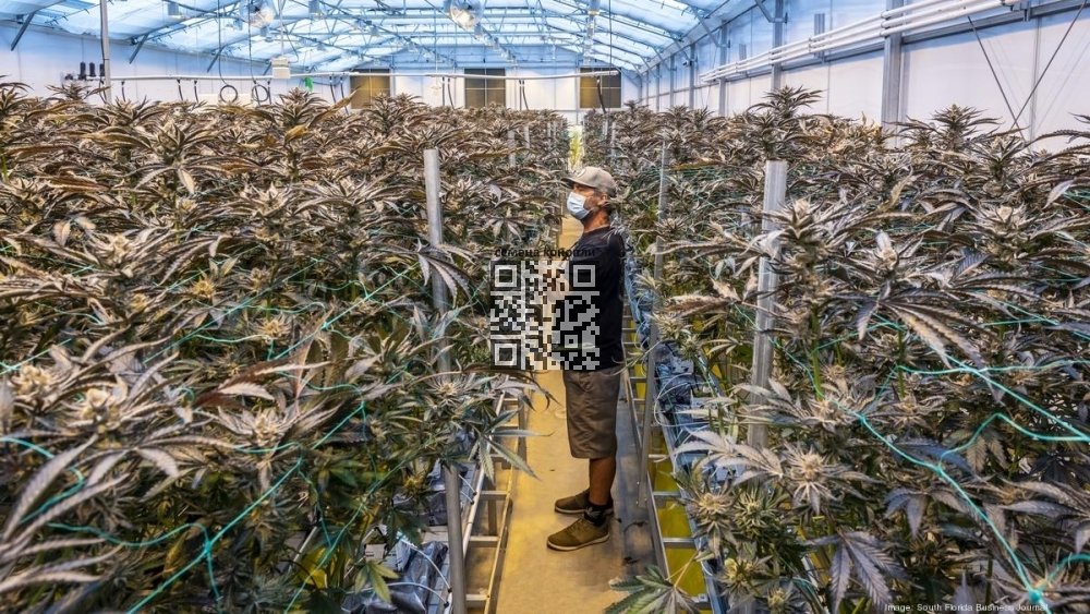 florida-cannabis-grow.jpg