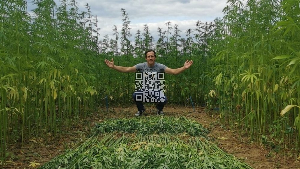 hemp-grow-belgium.jpg
