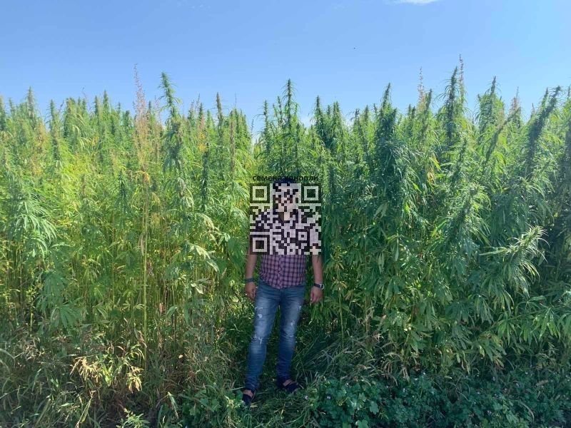 hemp-grow-russia.jpg