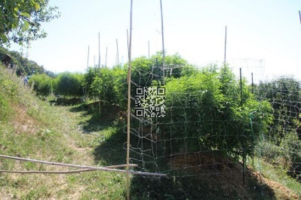 illegal-cannabis-grow-slovenia.jpg