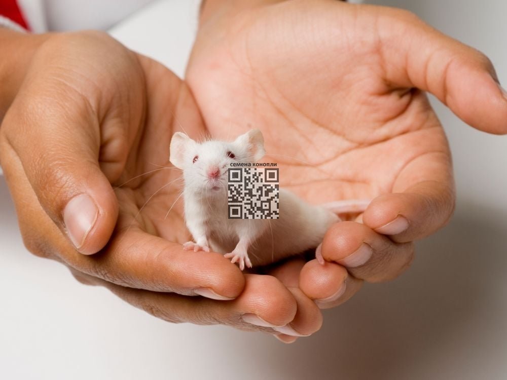 mice-laboratory.jpg