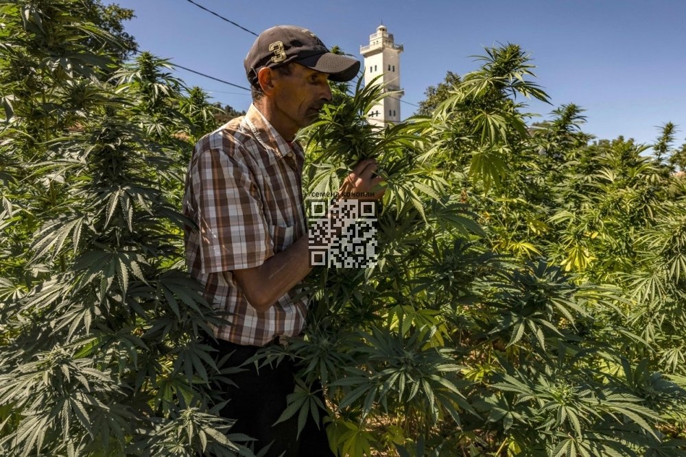 morocco-cannabis-farm.jpg