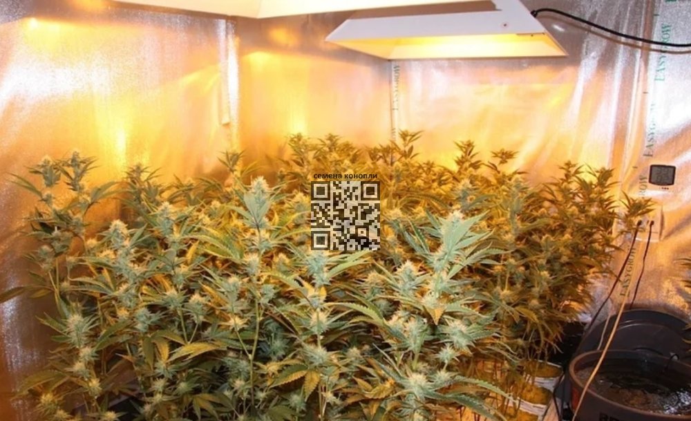 og-kush-grow.jpg
