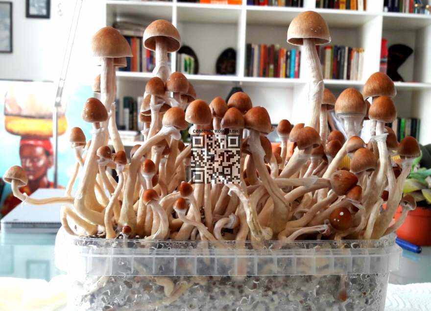psilocybin-mushrooms.png