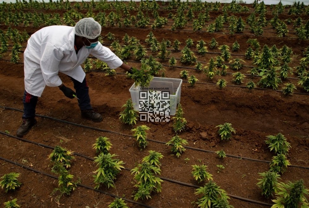 sa-cannabis-farm.jpg
