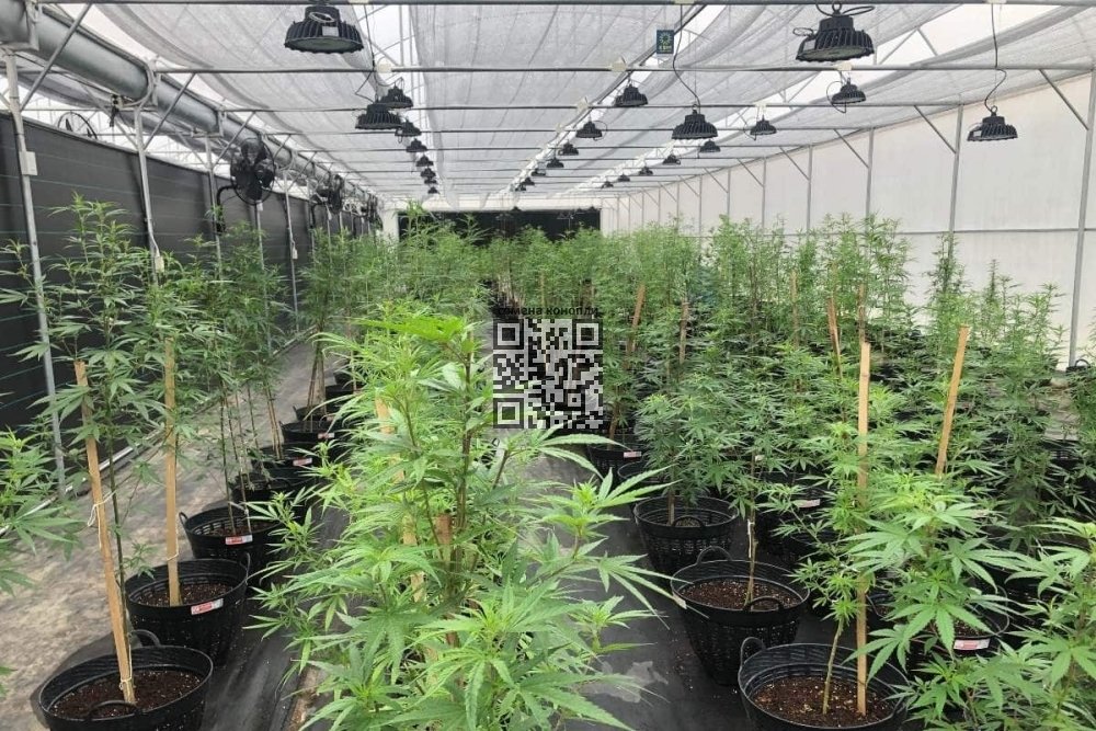thailand-cannabis-farm.jpg