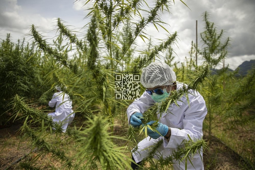 thailand-cannabis-grow.jpg