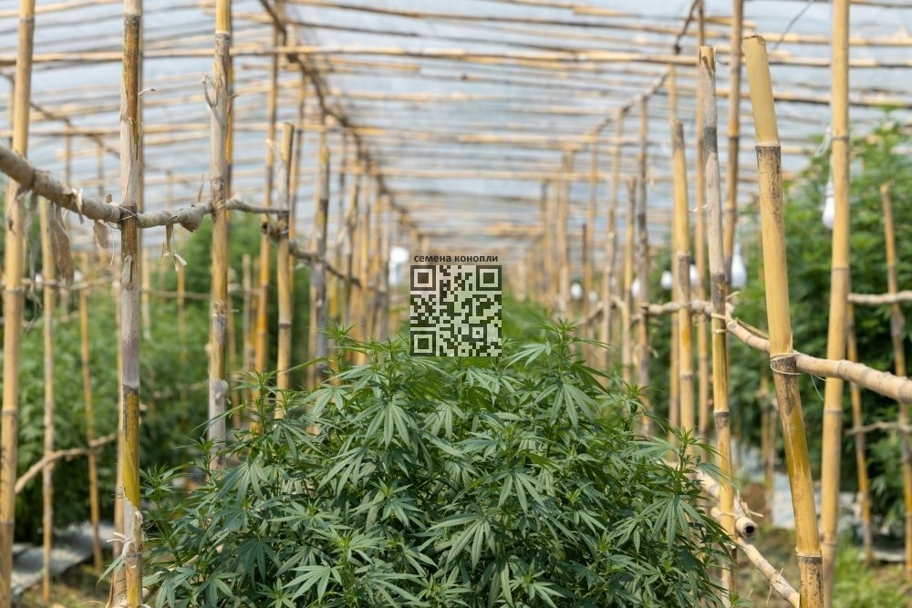 thailand-cannabis-grow.jpg