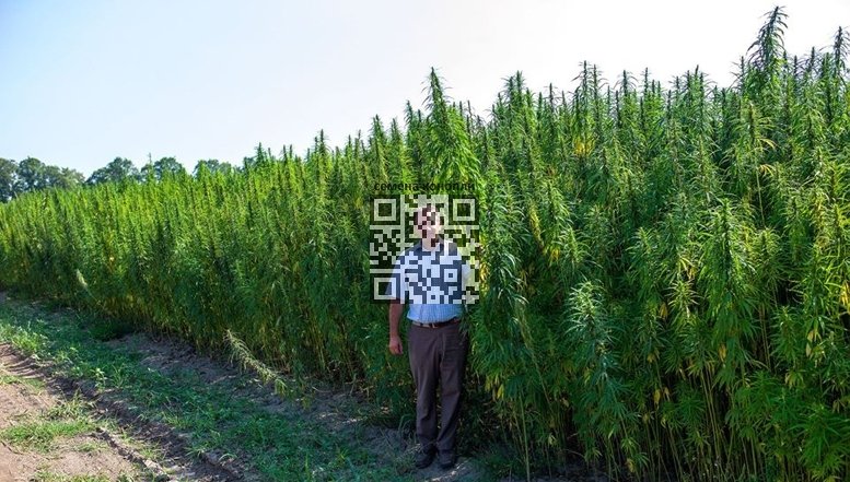 ukraine-hemp-grow.jpg