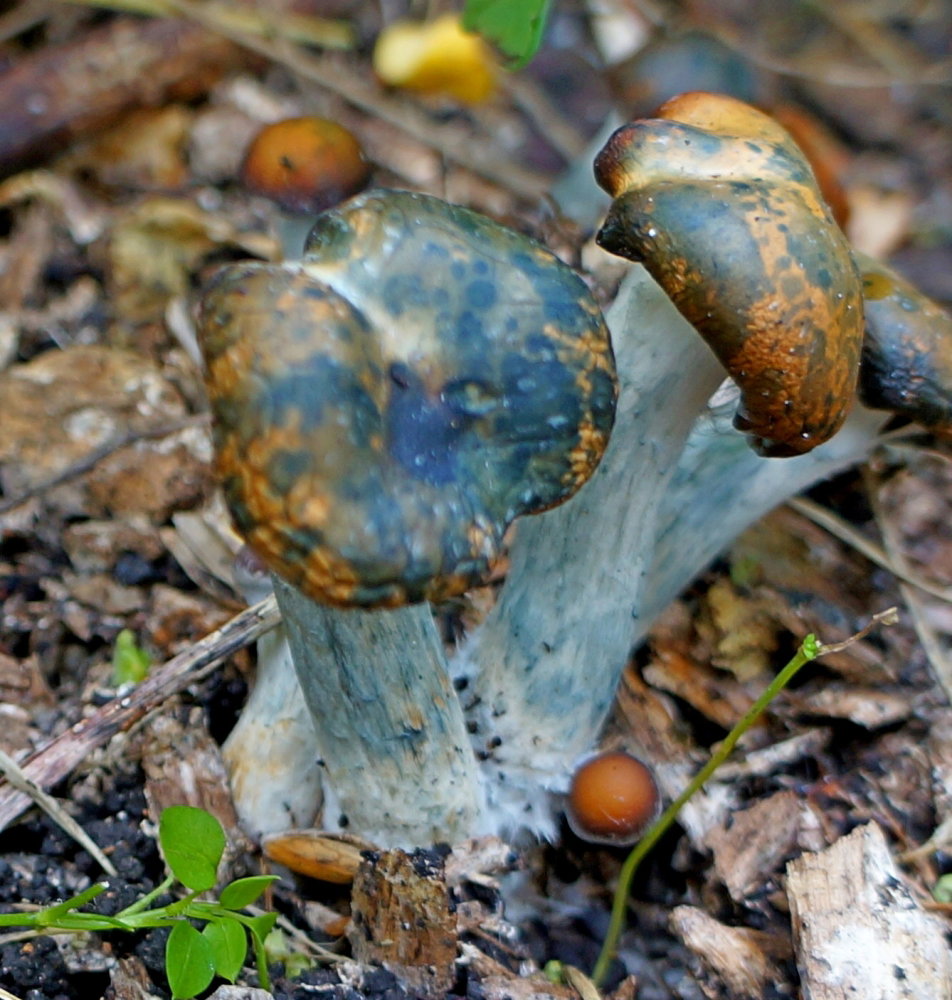 DSC04098.JPG