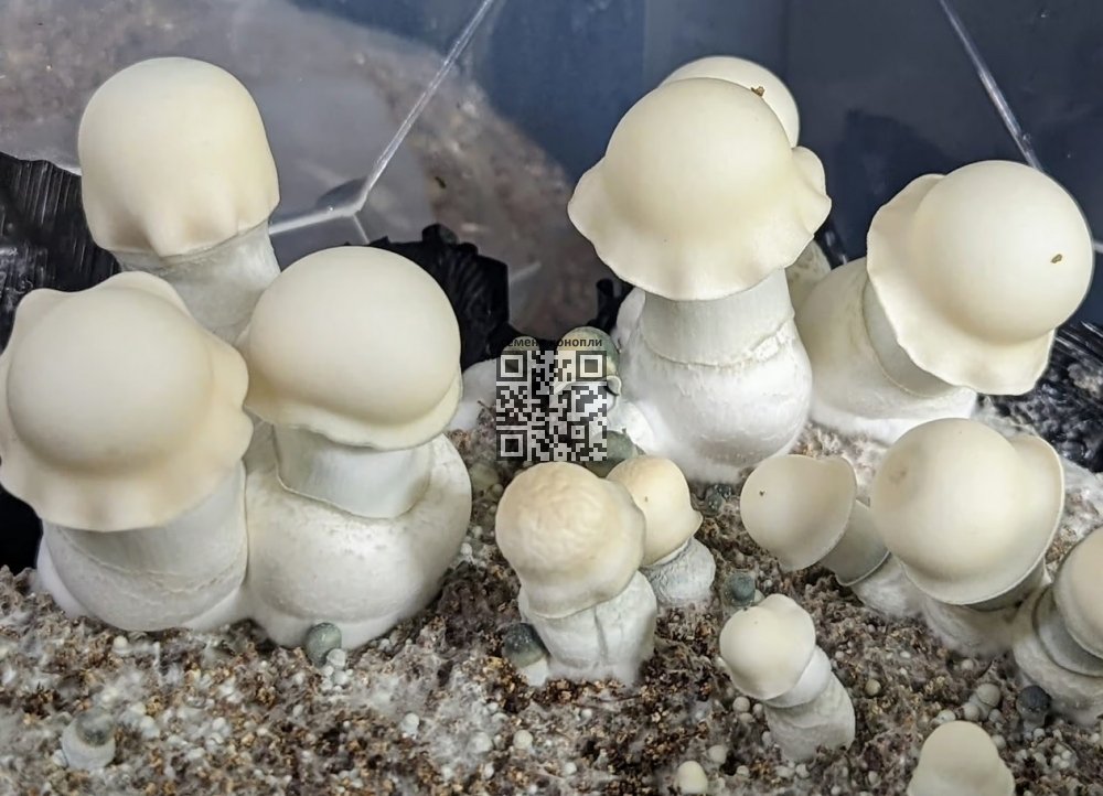 albino-penis-envy.jpg