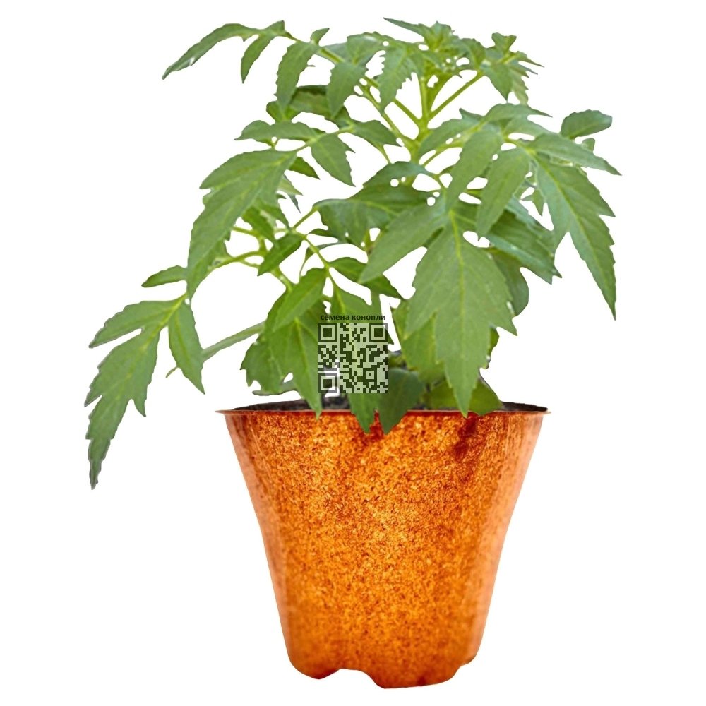 artificial-cannabis-germany.jpg