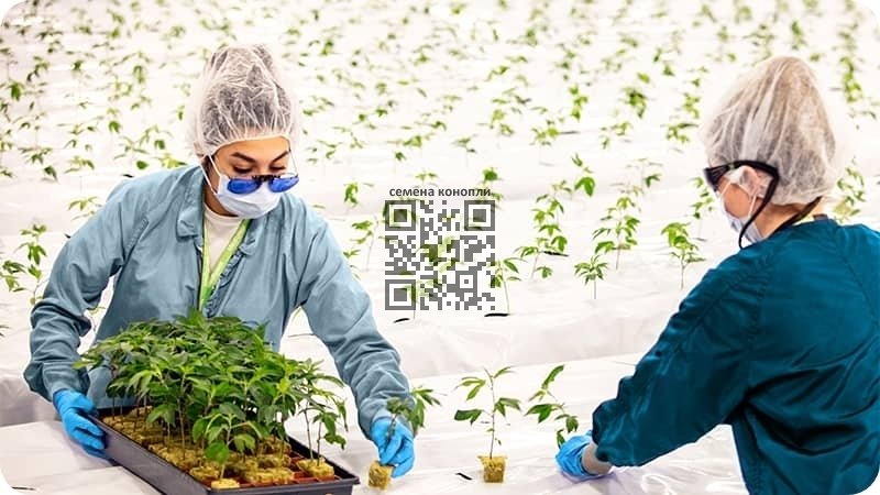 aurora-cannabis-farm.jpg