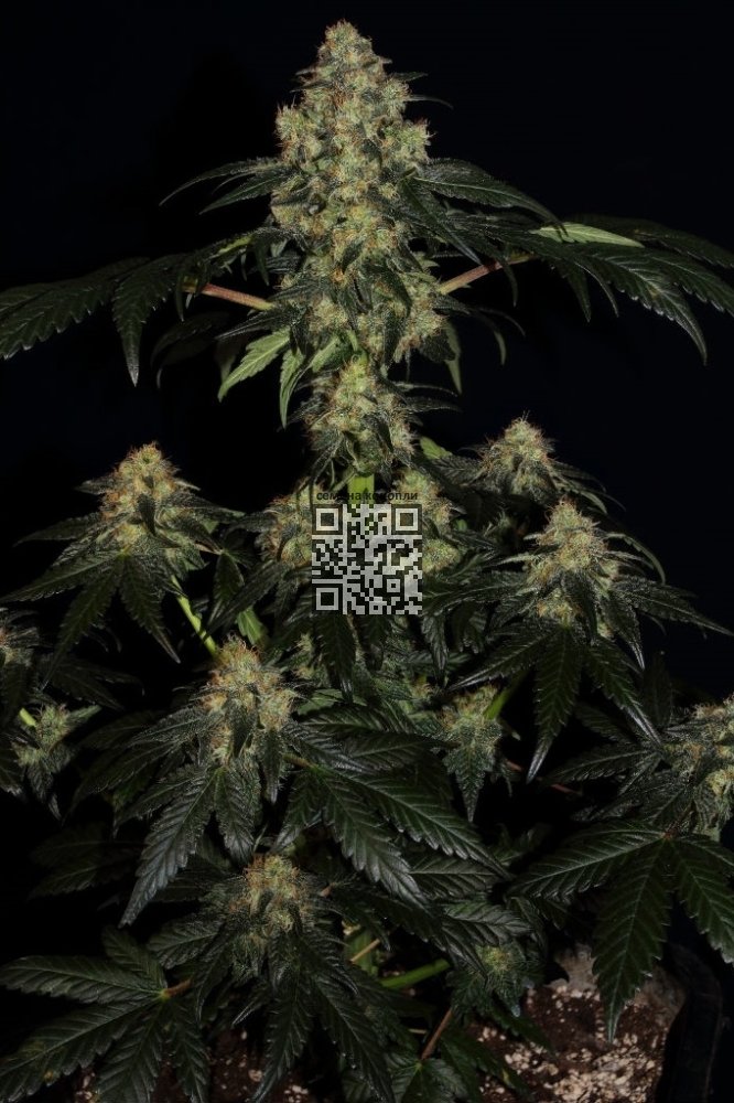 bubba-kush-cbd.jpg