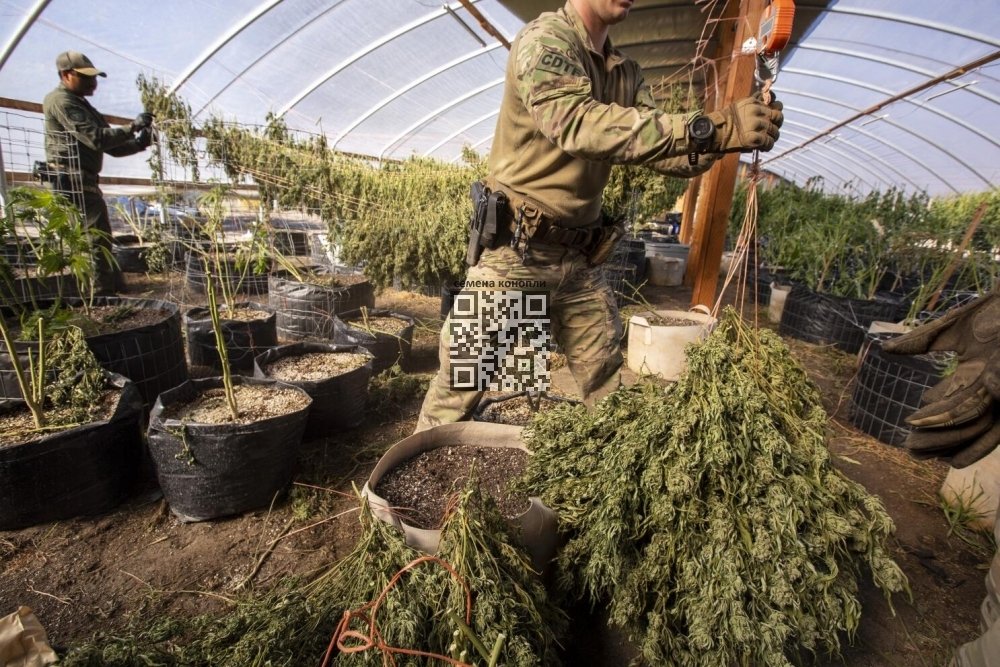 california-illegal-cannabis-farm.jpg