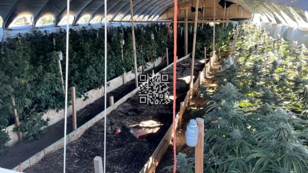 cannabis-farm-pesticide-fume.jpg