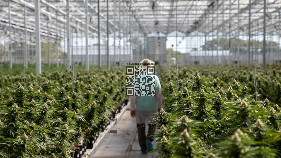 cannabis-farm-tilray.jpg