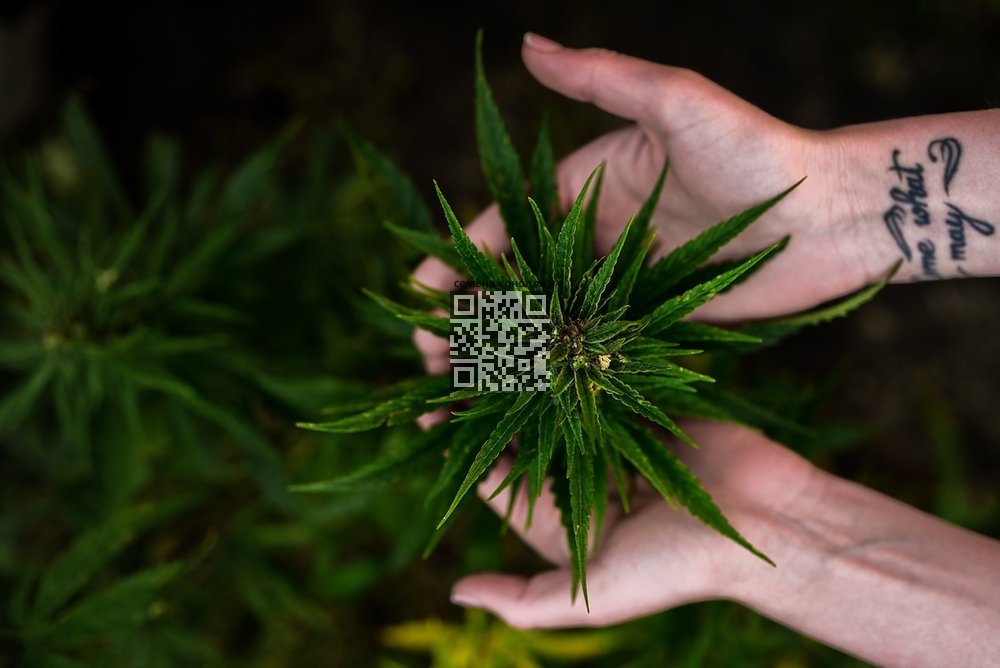 cannabis-grow.jpg