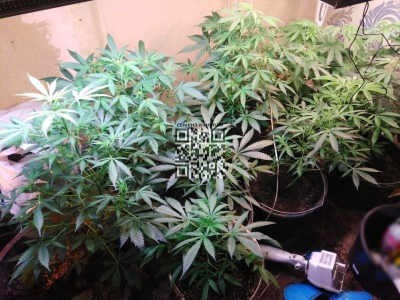 cannabis-seized-tomsk.jpg