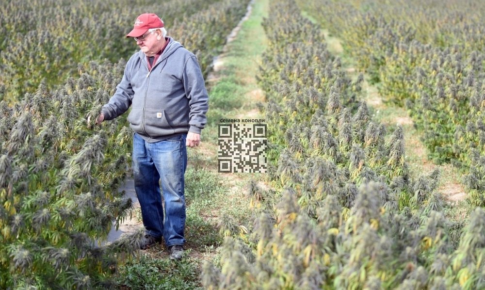 colorado-cannabis-farm.jpg