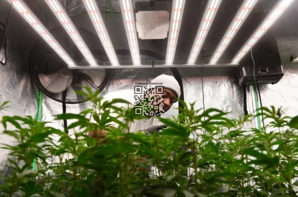 david-nicolas-cannabis-farm.jpg