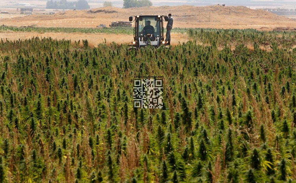 hemp-grow-russia.jpg
